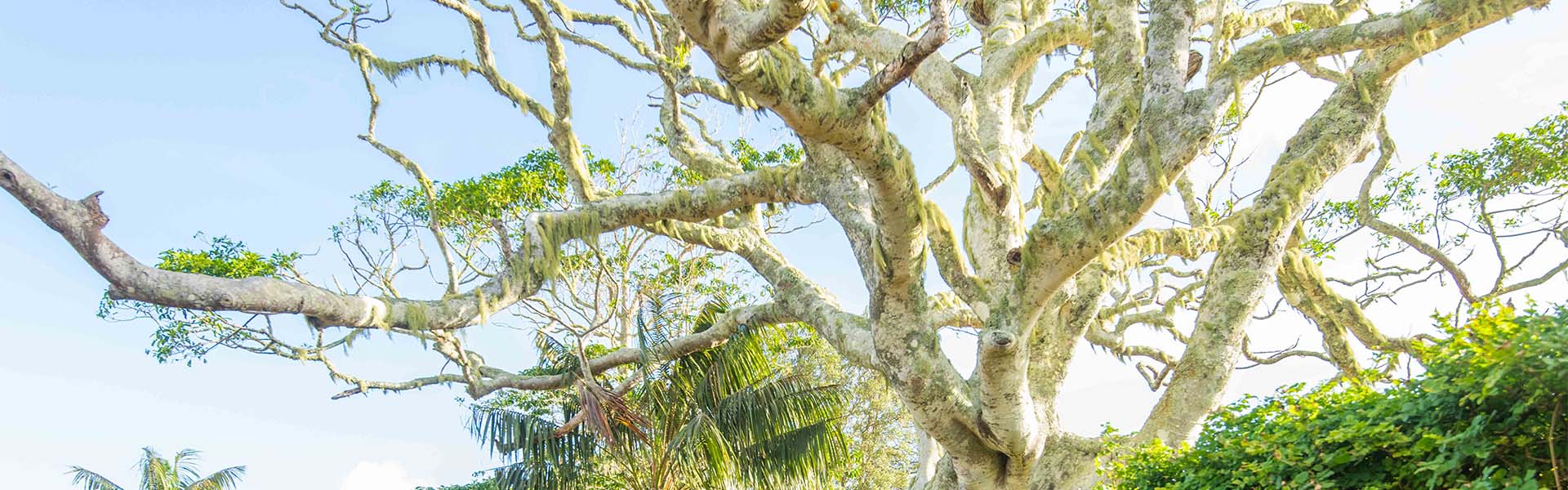 norfolk island oak tree